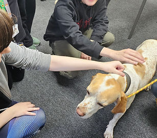 Noodle the wellbeing dog being stroke
d by 3 people