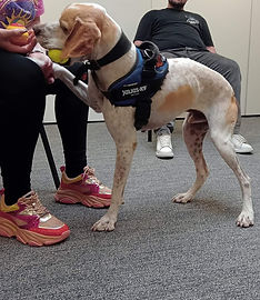 Noodle the therapy dog at Paws4Minds