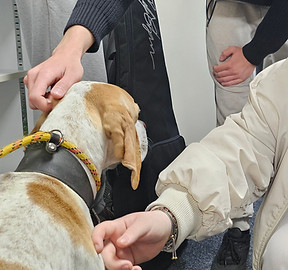 2 people stoking Noodle the wellbeing support dog
