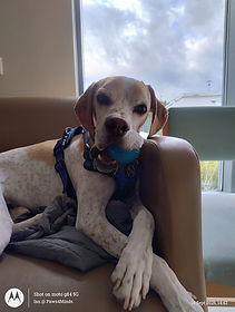 Noodle sat on chair.jpg