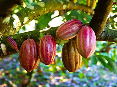 Cocoa-tree.jpg