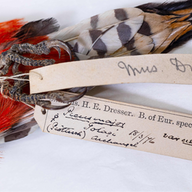 Manchester Museum acquires rare ornithology masterpiece to keep "National Treasure" in UK