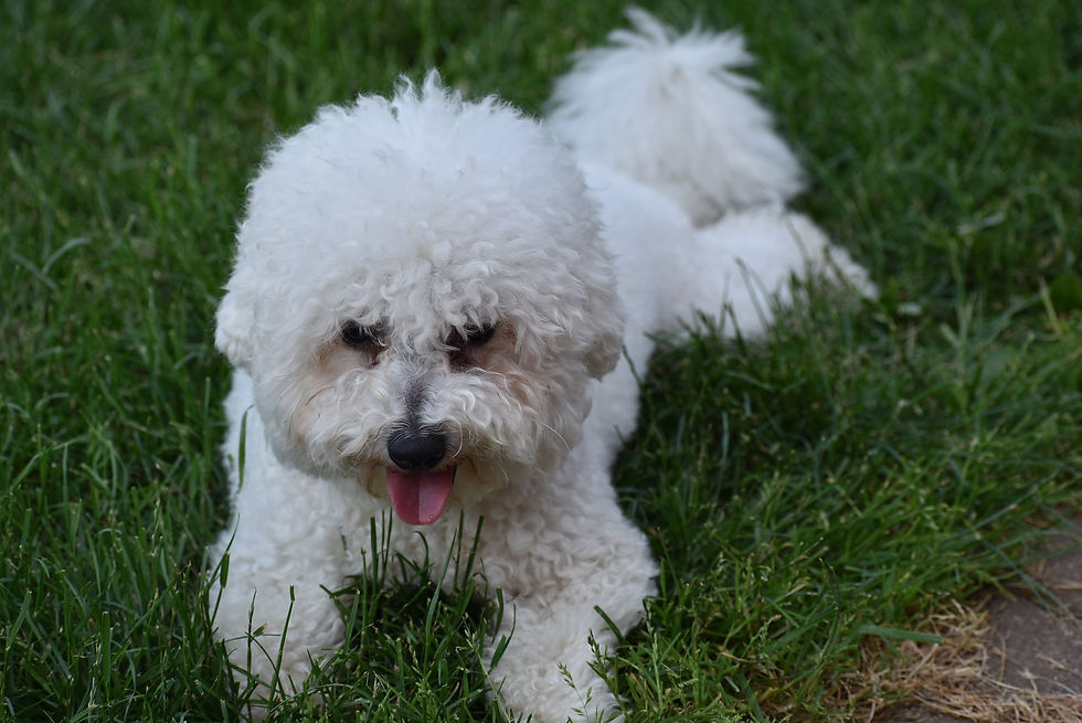 Monty