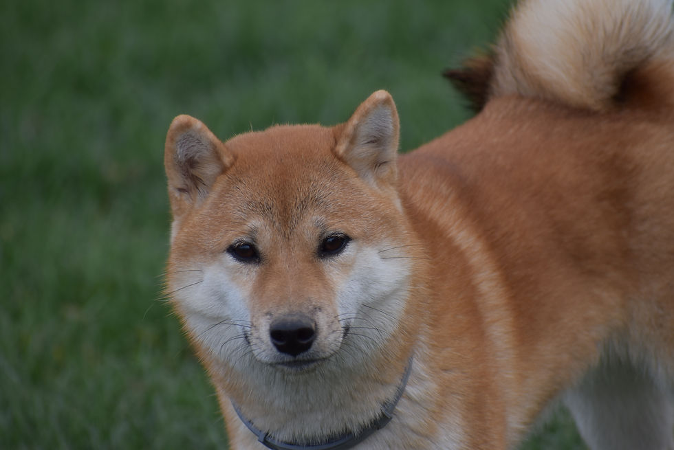 Li-Yu