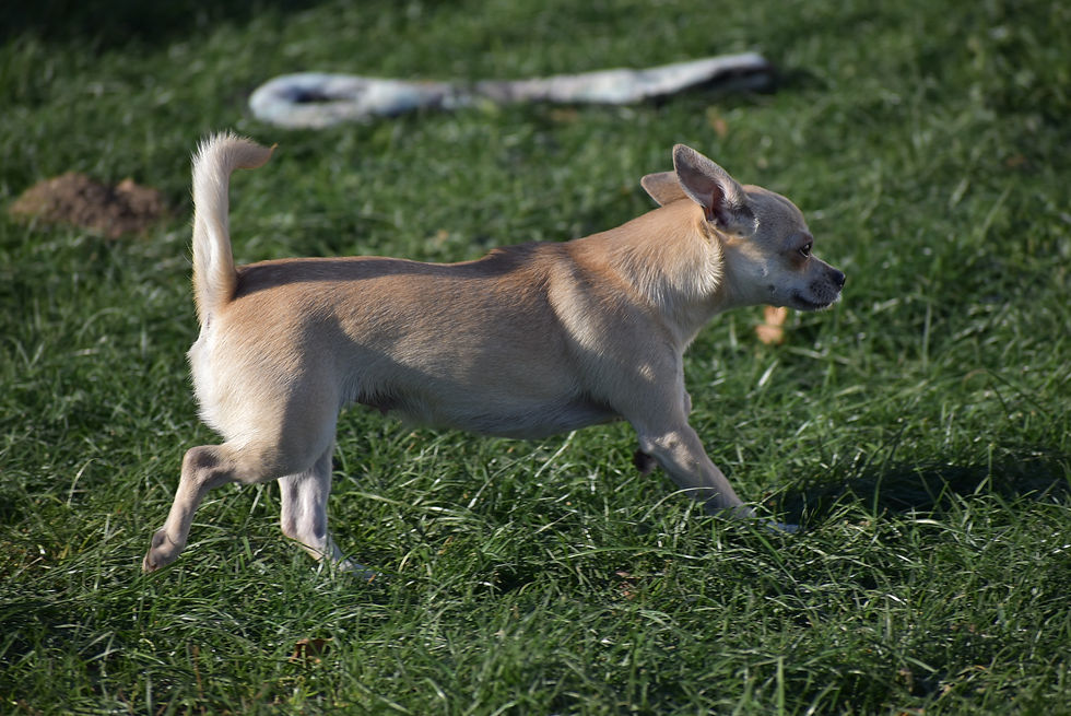 Mya