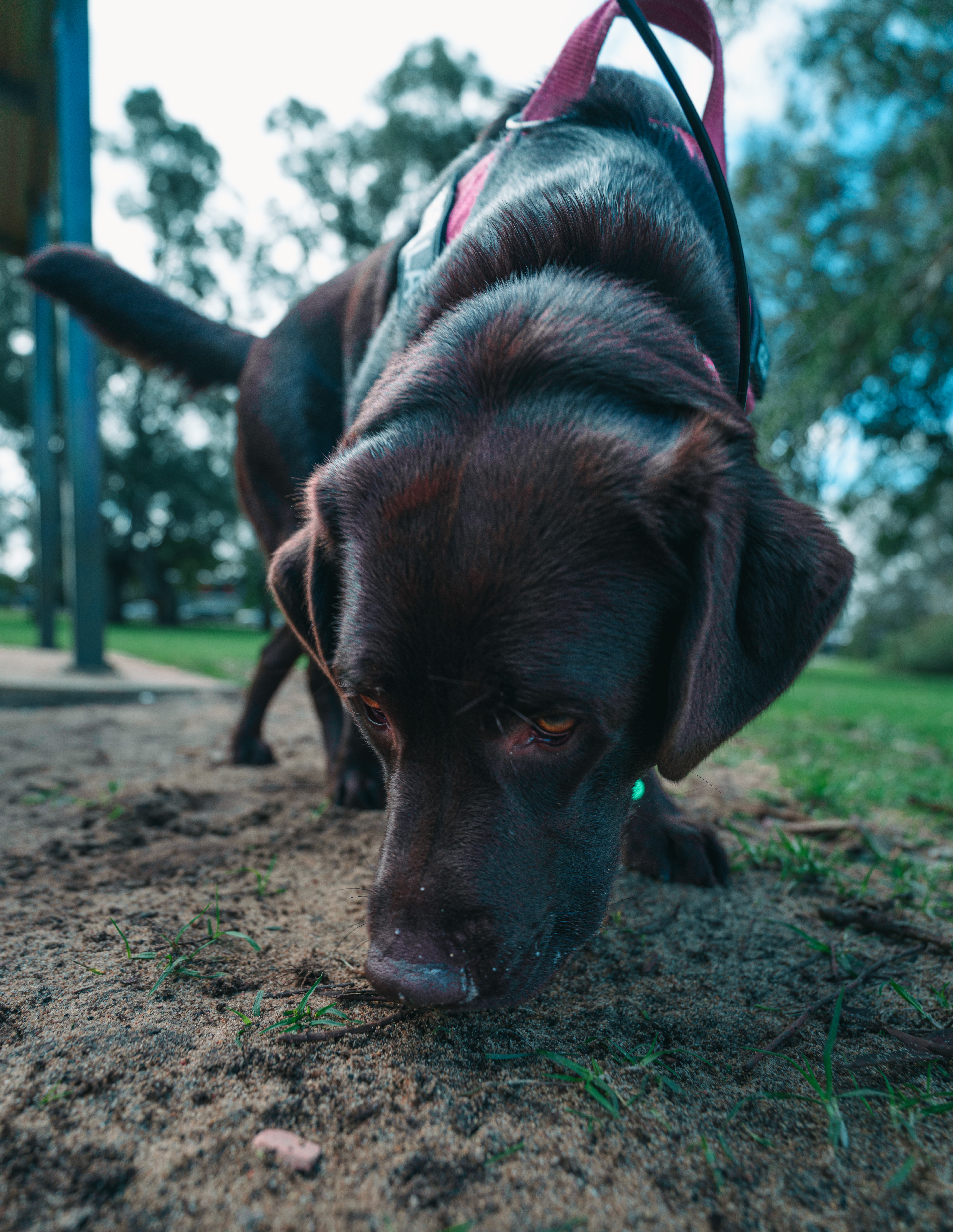 Copy of Roam Dog Full Size-06690.jpg