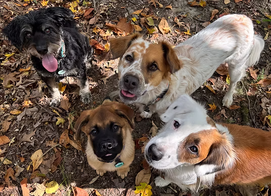 A joyful group of four dogs sitting outdoors on a leaf-covered trail in autumn, looking up