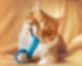 cat playing with a toy