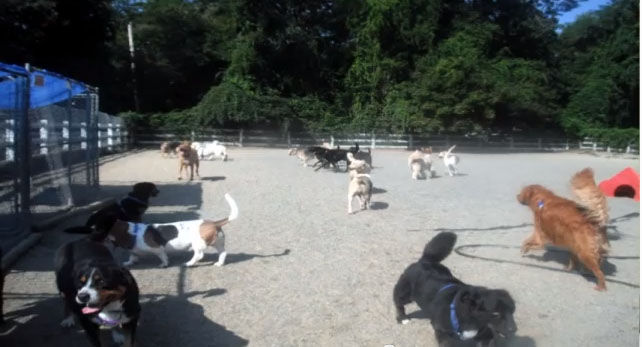 Dogs on the Farm and Cats too