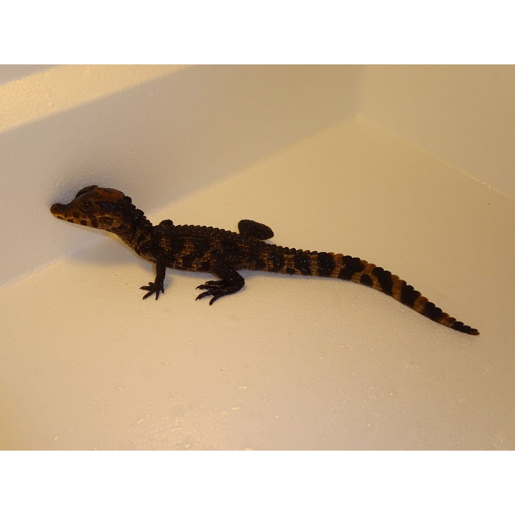 Dwarf Caiman – babies