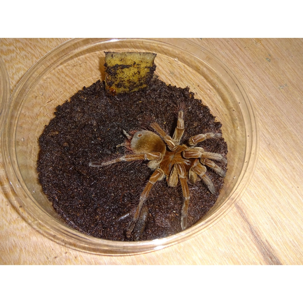 Goliath Bird Eating Tarantula(sub-adults)