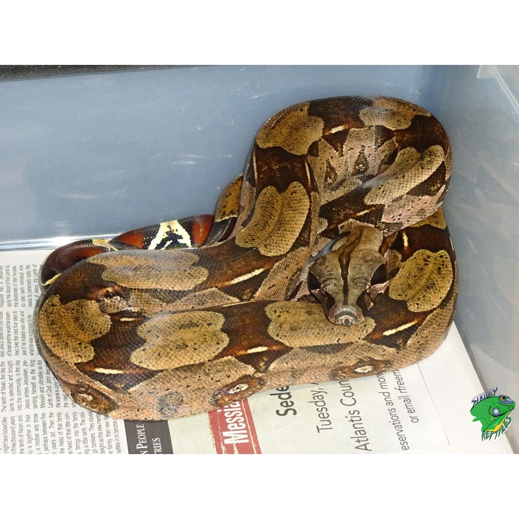 Guyana Red Tail Boa – 5 to 6 foot