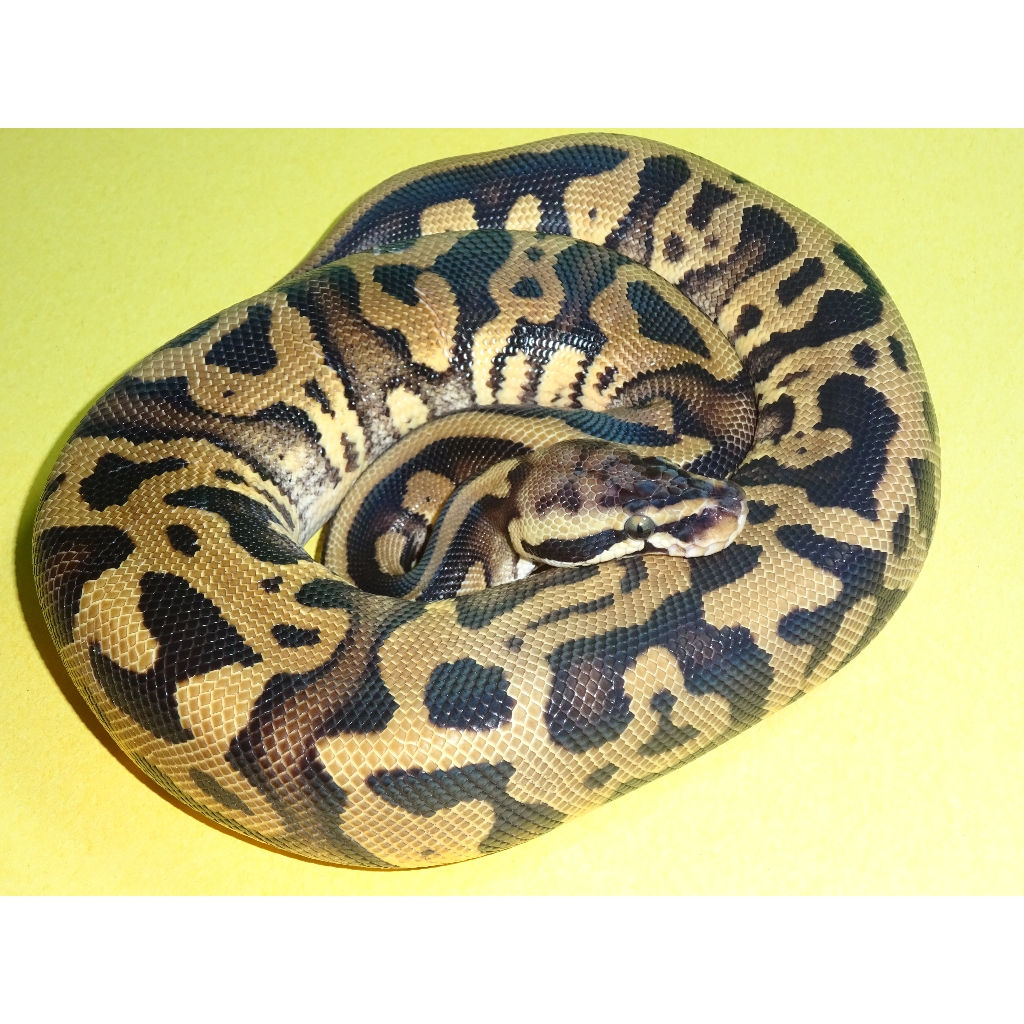 Pastel Leopard Ball Python – Hatchling