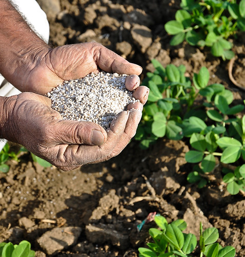 fertilizer