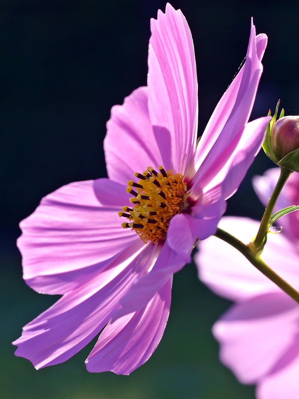 TOP COSMOS