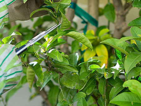 ÁRBOLES FRUTALES. TRATAMIENTO COMPLETO.