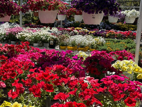 ¿SIENTES EL OLOR A PRIMAVERA?