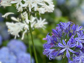 ES EL MOMENTO DE PLANTAR TUS AGAPANTHUS