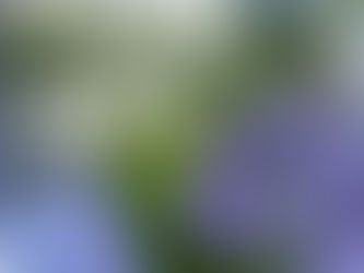 ES EL MOMENTO DE PLANTAR TUS AGAPANTHUS