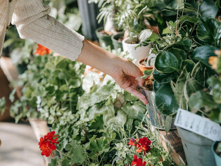 ESCOGER UNA PLANTA CON CRITERIO