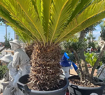 Palmeras en Garden Cort Cambrils (Tarragona)