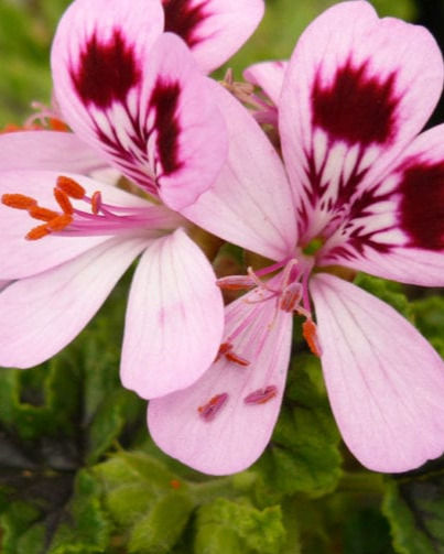 TOP PLANTAS ANTI-MOSQUITOS