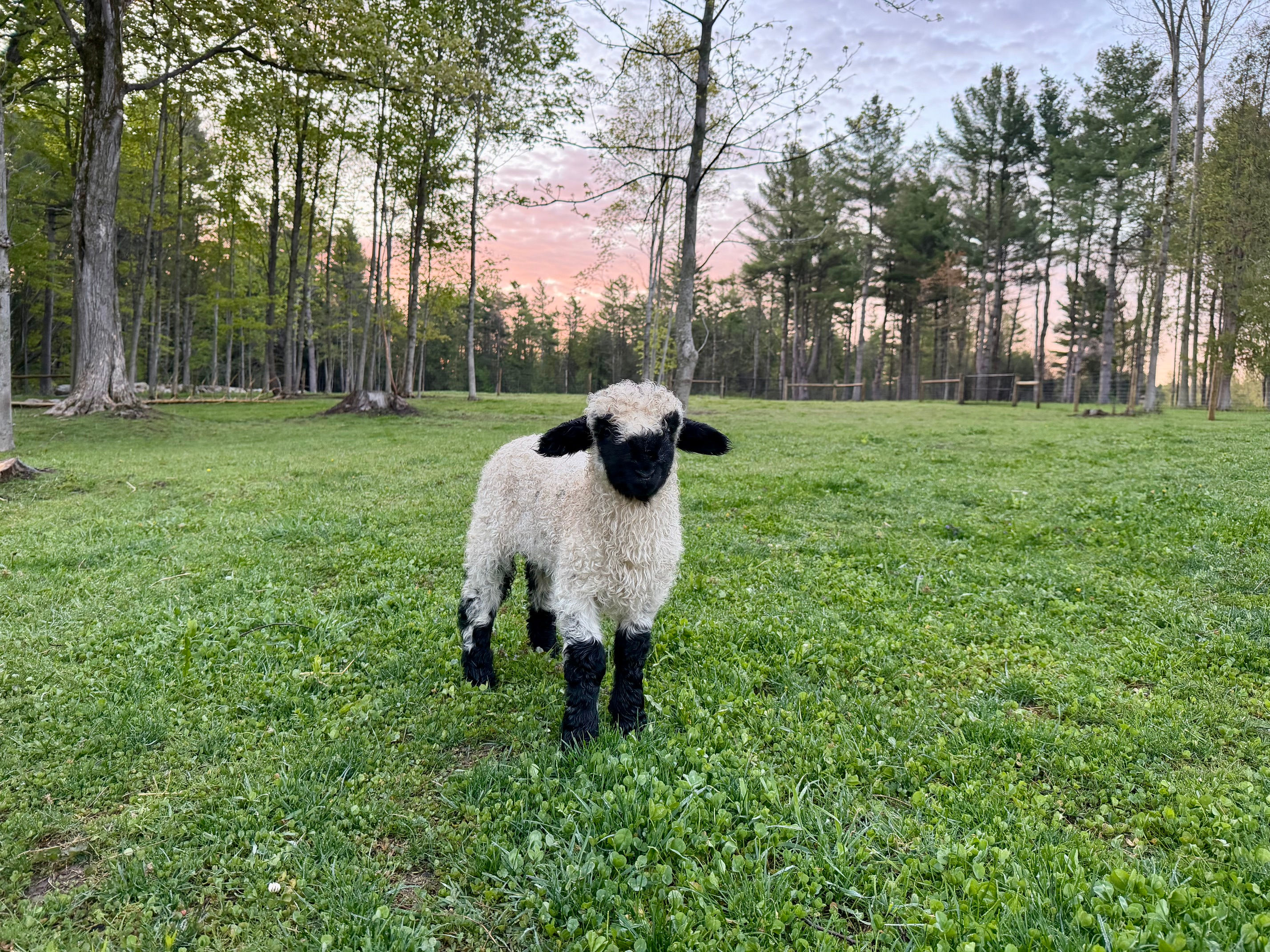 Wethers for Sale