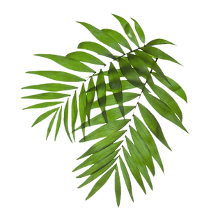 Palm Tree Leaves_edited.png