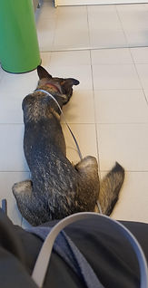 IMG-20251010-WA0006.jpeg