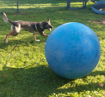Nala Treibball2.jpg