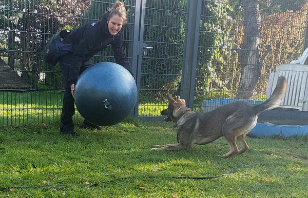 Nala Treibball.jpg