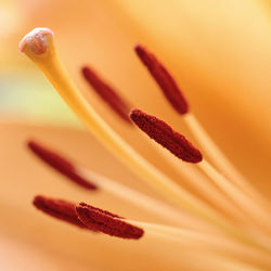 Apricot Delight