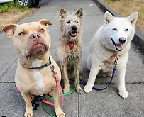 Screen Shot 2020-10-04 at 9.53.41 PM.png