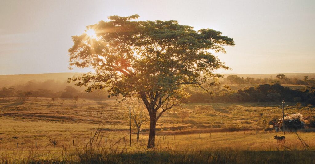 tree in the middle of land - what is owner financing in real estate