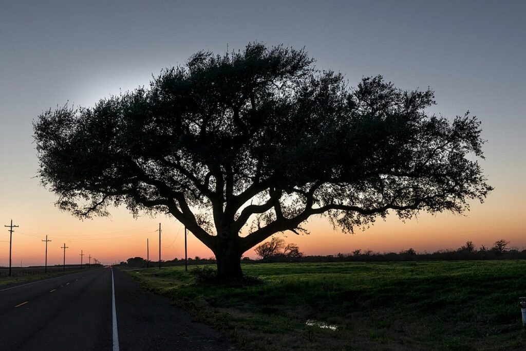 tree in field - cheap rural land texas