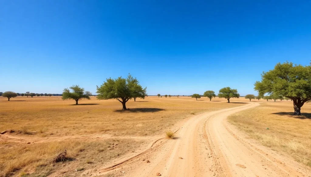 empty land with road and trees - Is no credit check land financing legit?