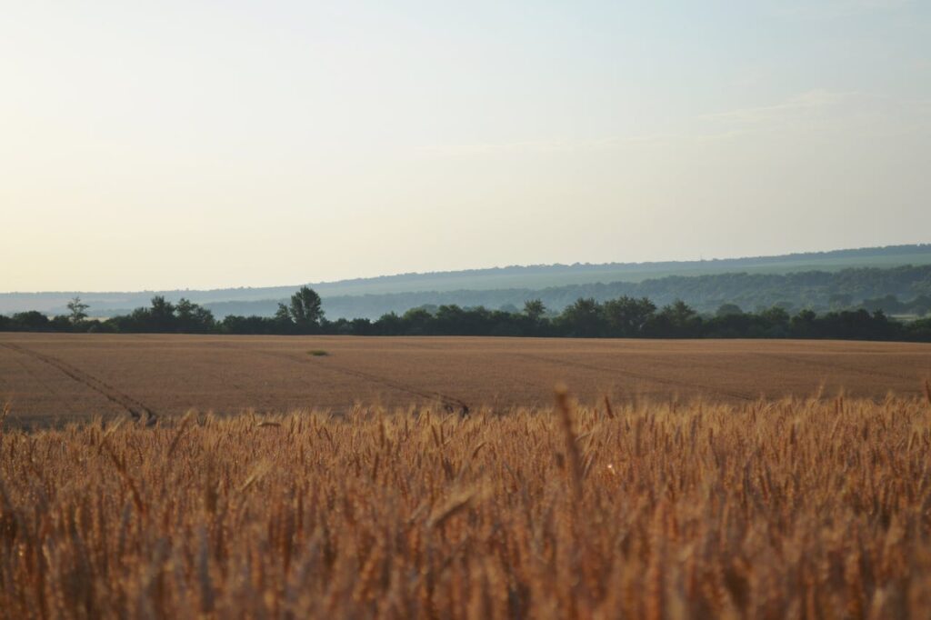 field - Ranch Land for Sale in Texas
