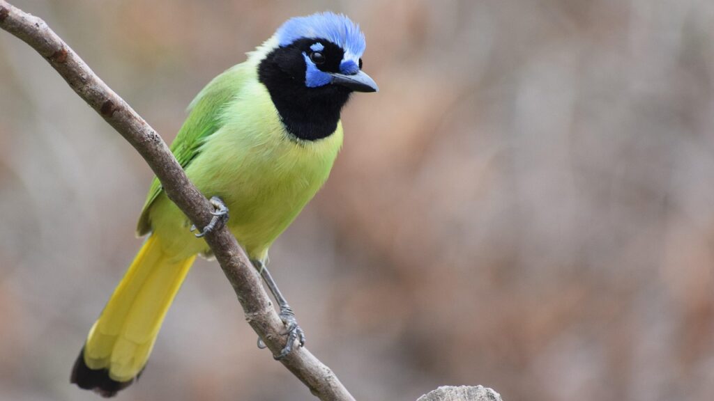 green jay - facts about the rio grande valley
