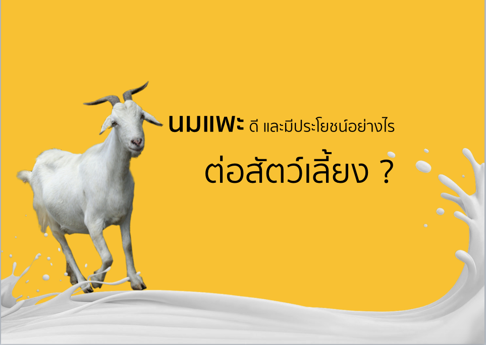 นมแพะ