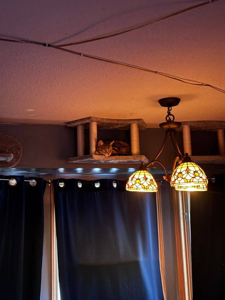 Here is this weeks cat tax. Edward enjoying his new wall/ceiling platforms.