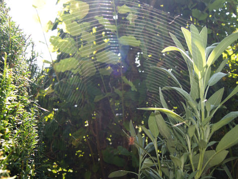 Altweibersommer - Zeit für Magie im Garten