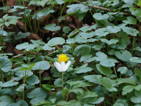 Und dann liebte ich plötzlich Gelb - die unerkannte Farbe meines Frühlings