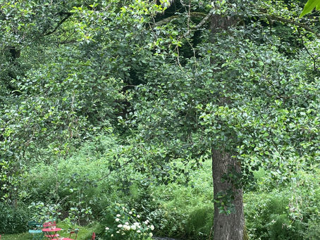 Die alten Erlen am Mühlenbach