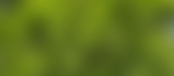 Die Kastanie - der Baum der Geselligkeit - Gelassenheit und der Geduld - Fülle des Mai Monat 5 - die innere Weisheit leben!