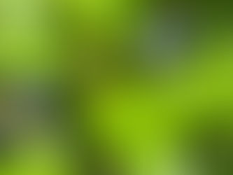 Die Bachbunge und der Neumond