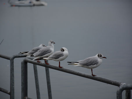 Begleitung für den Mai