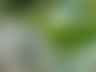 Die Fülle der Maienzeit und die Freude am Schönen