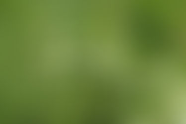 F-BACH : VERVAIN (verveine)