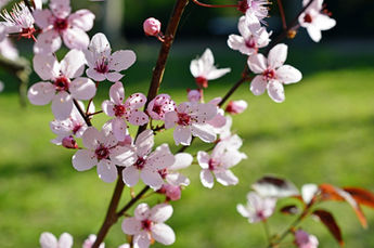 F-BACH : CHERRY PLUM (Prunus)