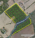 Timber cruise sample location